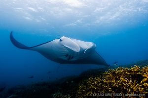 Manta | MANTA RAY BAY - YAP - MICRONESIA -  Colonia Micronesia foto 8