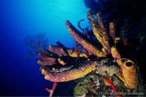 Esponjas | AQUARIUM - LIGHTHOUSE - BELICE -  Belize City Belice foto 1