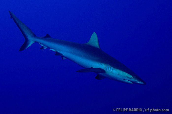 PASSE TEHERE - APATAKI – TUAMOTU – POLINESIA FRANCESA -  Apataki Atoll French Polynesia
