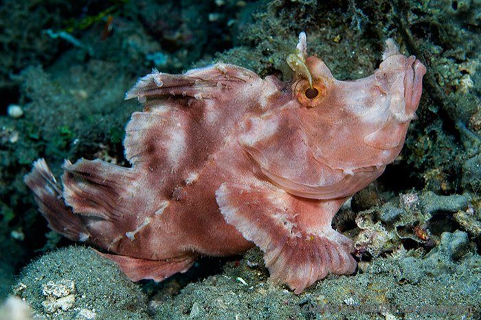 RHINO CITY – AMBON - INDONESIA - North Maluku LAHA Indonesia