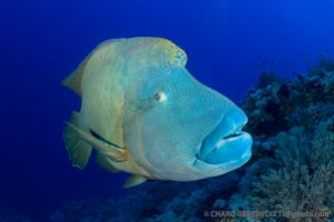 SOUTH PLATFORM – LITTLE BROTHER  - EGIPTO -  Port Ghalib Egipto foto 1
