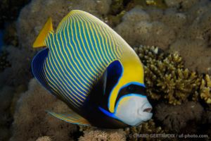 SOUTH PLATFORM – LITTLE BROTHER  - EGIPTO -  Port Ghalib Egipto foto 10