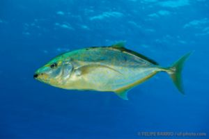 SOUTH PLATFORM – LITTLE BROTHER  - EGIPTO -  Port Ghalib Egipto foto 11