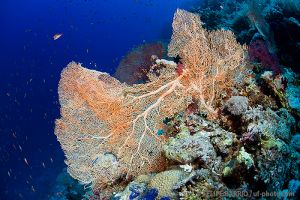 SOUTH PLATFORM – LITTLE BROTHER  - EGIPTO -  Port Ghalib Egipto foto 2