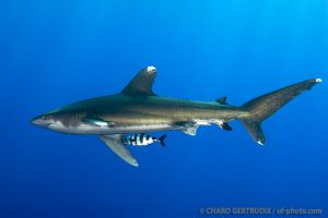 SOUTH PLATFORM – LITTLE BROTHER  - EGIPTO -  Port Ghalib Egipto foto 3