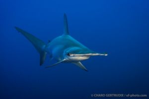 SOUTH PLATFORM – LITTLE BROTHER  - EGIPTO -  Port Ghalib Egipto foto 4