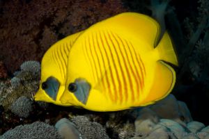 SOUTH PLATFORM – LITTLE BROTHER  - EGIPTO -  Port Ghalib Egipto foto 5