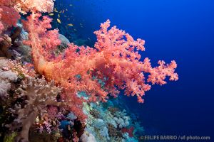 SOUTH PLATFORM – LITTLE BROTHER  - EGIPTO -  Port Ghalib Egipto foto 6