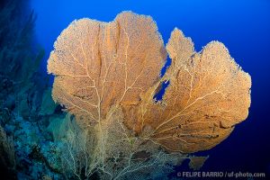 SOUTH PLATFORM – LITTLE BROTHER  - EGIPTO -  Port Ghalib Egipto foto 7