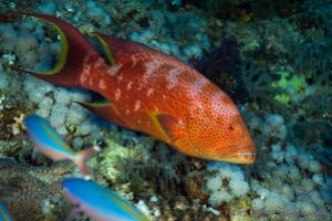 SOUTH PLATFORM – LITTLE BROTHER  - EGIPTO -  Port Ghalib Egipto foto 8