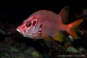 SOUTH PLATFORM – LITTLE BROTHER  - EGIPTO -  Port Ghalib Egipto foto 9