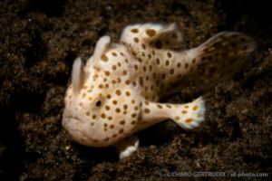 MASAPLOD – DUMAGUETE - FILIPINAS -  Dumaguete Philippines foto 1