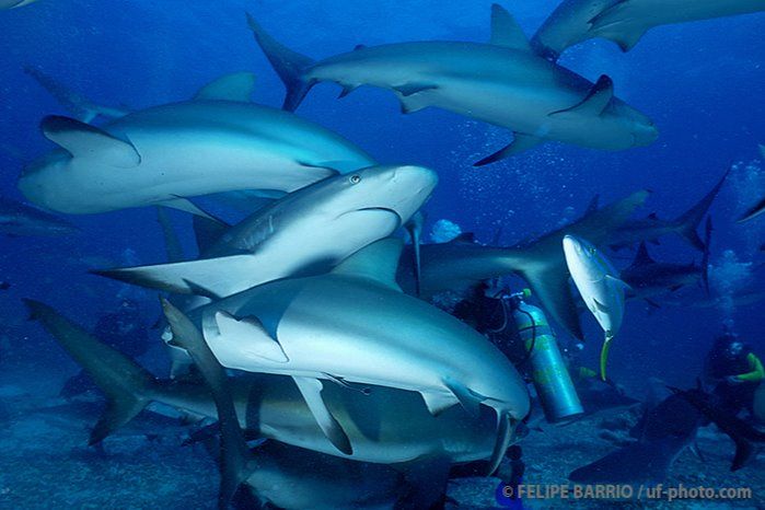 SHARK ARENA – NEW PROVIDENCE - BAHAMAS -  Stuart Cove´s Bahamas