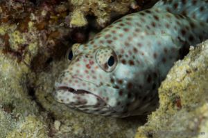 SALEM EXPRESS – SAFAGA - EGIPTO -  Safaga Egipto foto 7