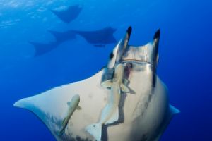 AMBROSIO – SANTA MARIA – AZORES -  Vila do Porto Portugal foto 1