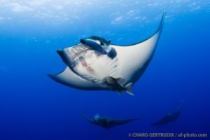 AMBROSIO – SANTA MARIA – AZORES -  Vila do Porto Portugal foto 2