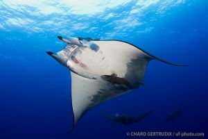 AMBROSIO – SANTA MARIA – AZORES -  Vila do Porto Portugal foto 3