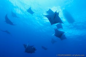 AMBROSIO – SANTA MARIA – AZORES -  Vila do Porto Portugal foto 4