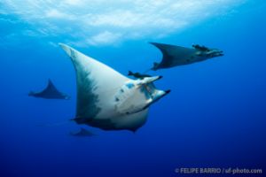 AMBROSIO – SANTA MARIA – AZORES -  Vila do Porto Portugal foto 5