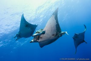 AMBROSIO – SANTA MARIA – AZORES -  Vila do Porto Portugal foto 6