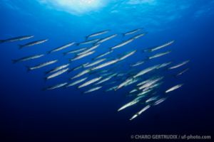 AMBROSIO – SANTA MARIA – AZORES -  Vila do Porto Portugal foto 8