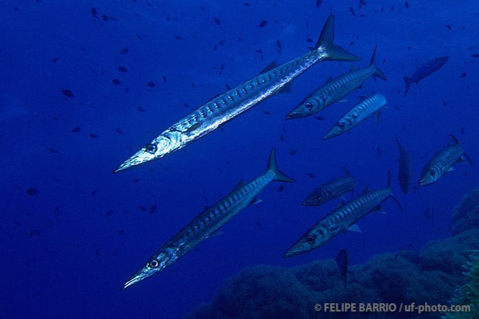 BAJO DE DENTRO - CABO DE PALOS - MURCIA - ESPAÑA  - Murcia Cabo de Palos Spain