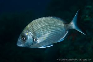 BAJO DE DENTRO - CABO DE PALOS - MURCIA - ESPAÑA  - Murcia Cabo de Palos España foto 4