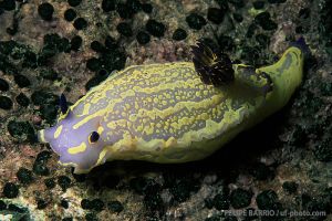 MARINA DEL ESTE - LA HERRADURA - GRANADA - ESPAÑA - Granada La Herradura  España foto 1
