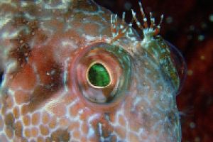 MARINA DEL ESTE - LA HERRADURA - GRANADA - ESPAÑA - Granada La Herradura  España foto 10