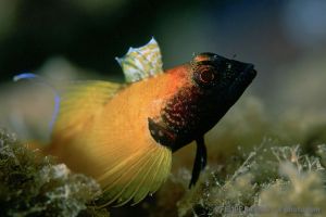 MARINA DEL ESTE - LA HERRADURA - GRANADA - ESPAÑA - Granada La Herradura  España foto 11