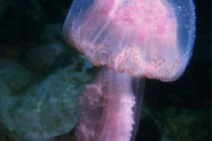 MARINA DEL ESTE - LA HERRADURA - GRANADA - ESPAÑA - Granada La Herradura  España foto 12