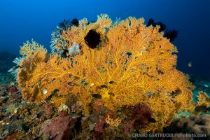 SANTA SOFIA - SUR DE LEYTE - FILIPINAS -  PADRE bURGOS Filipinas foto 2