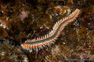 BAIXA DE MAIA - SANTA MARIA - AZORES - PORTUGAL -  Vila do Porto Portugal foto 3