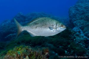 BAIXA DE MAIA - SANTA MARIA - AZORES - PORTUGAL -  Vila do Porto Portugal foto 4
