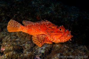 BAIXA DE MAIA - SANTA MARIA - AZORES - PORTUGAL -  Vila do Porto Portugal foto 5