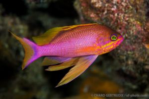 BAIXA DE MAIA - SANTA MARIA - AZORES - PORTUGAL -  Vila do Porto Portugal foto 7