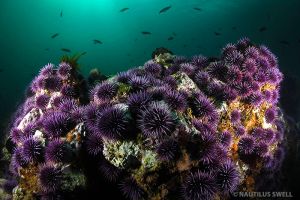 BROWNING PASS - COLUMBIA BRITANICA - CANADA - British Columbia Mount Waddington C Canada foto 2
