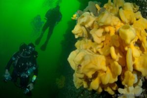 BROWNING PASS - COLUMBIA BRITANICA - CANADA - British Columbia Mount Waddington C Canada foto 4