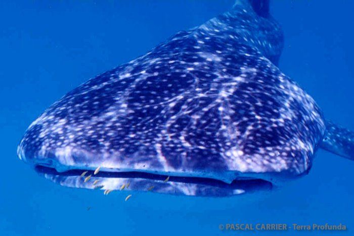 PRAIA DA ROCHA – TOFO - MOZAMBIQUE  -  Tofo Mozambique