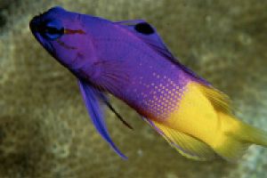 BOCA DEL MEDIO - LOS ROQUES - VENEZUELA -  Gran Roques  Venezuela foto 2