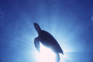 BOCA DEL MEDIO - LOS ROQUES - VENEZUELA -  Gran Roques  Venezuela foto 4