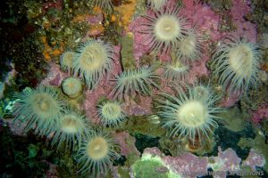 DECEPCION – ANTARTIDA -  Deception Antártida foto 3