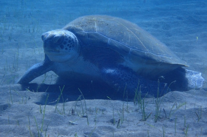 ABADES - TENERIFE - Santa Cruz de Tenerife Abades España